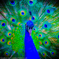 Buy canvas prints of Peacock by Ian Donaldson