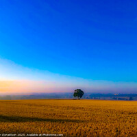 Buy canvas prints of Lone Tree by Ian Donaldson
