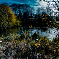 Buy canvas prints of Pond Life by Ian Donaldson