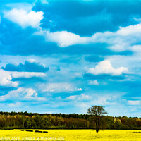 Buy canvas prints of Mellow Yellow by Ian Donaldson