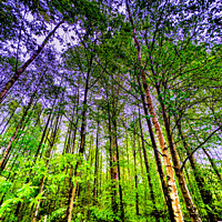 Buy canvas prints of Treetops by Ian Donaldson