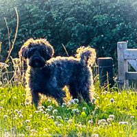 Buy canvas prints of Yorkipoo by Ian Donaldson
