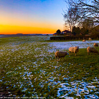 Buy canvas prints of Winter Flock by Ian Donaldson