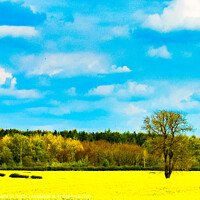 Buy canvas prints of Mellow Yellow by Ian Donaldson