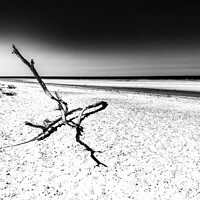 Buy canvas prints of Driftwood by Ian Donaldson