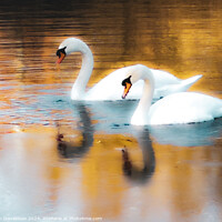 Buy canvas prints of Swanning Around  by Ian Donaldson