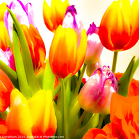 Buy canvas prints of Tulips by Ian Donaldson