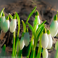 Buy canvas prints of Snowdrops by Ian Donaldson