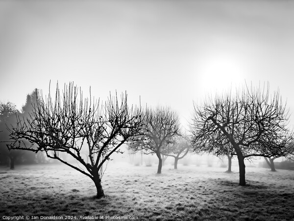 Frozen Orchard Picture Board by Ian Donaldson