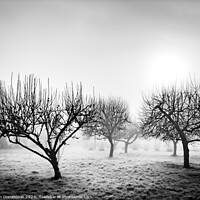 Buy canvas prints of Frozen Orchard by Ian Donaldson