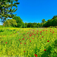 Buy canvas prints of Wild Flowers by Ian Donaldson