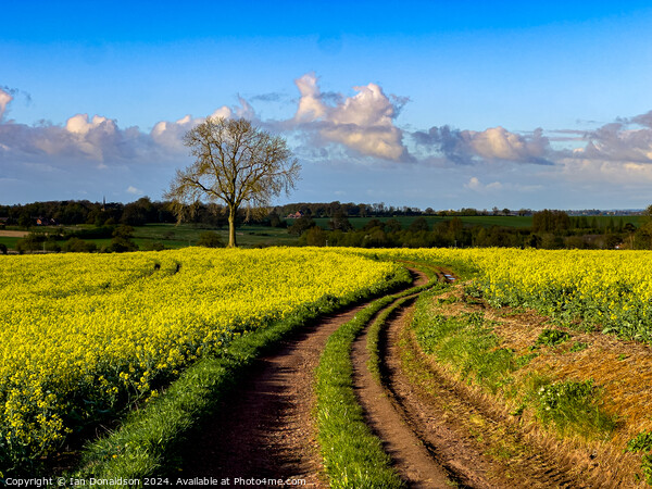 Rapeseed Picture Board by Ian Donaldson