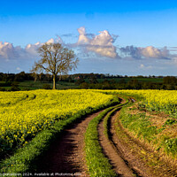 Buy canvas prints of Rapeseed by Ian Donaldson