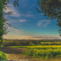Buy canvas prints of Rapeseed Fields by Ian Donaldson