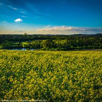 Buy canvas prints of Rapeseed Fields by Ian Donaldson
