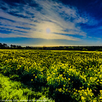 Buy canvas prints of Yellow Meadow by Ian Donaldson