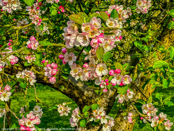 Apple Blossom Picture Board by Ian Donaldson