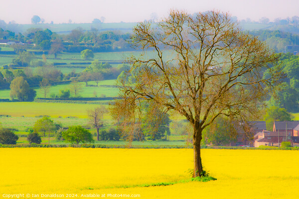 Rapeseed and Oak Picture Board by Ian Donaldson