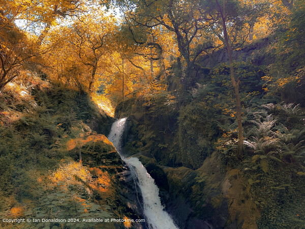 Dolgoch Falls Picture Board by Ian Donaldson