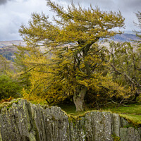 Buy canvas prints of Tree and slate cliff by Darrell Evans