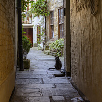 Buy canvas prints of Black cat on guard by Darrell Evans