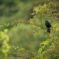 Buy canvas prints of Blackbird in a tree by Darrell Evans