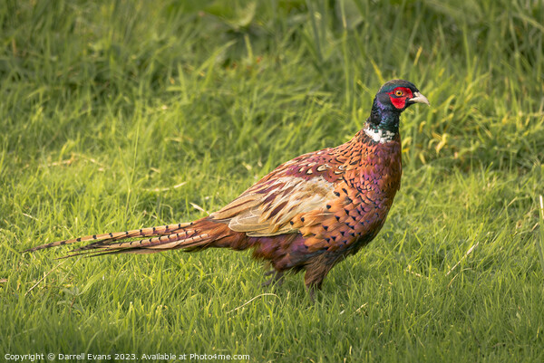 Pheasant on a walk Picture Board by Darrell Evans
