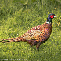 Buy canvas prints of Pheasant on a walk by Darrell Evans