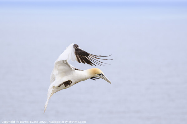 Gannet in flight Picture Board by Darrell Evans