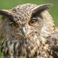 Buy canvas prints of A close up of an owl by Darrell Evans
