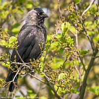 Buy canvas prints of A Jackdaw perched on a tree branch by Darrell Evans