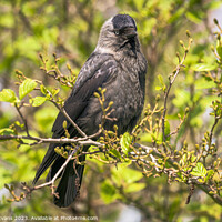 Buy canvas prints of Jackdaw perched by Darrell Evans