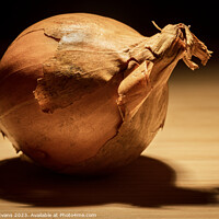 Buy canvas prints of Onion by Darrell Evans