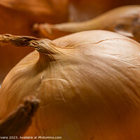 Buy canvas prints of Onions by Darrell Evans
