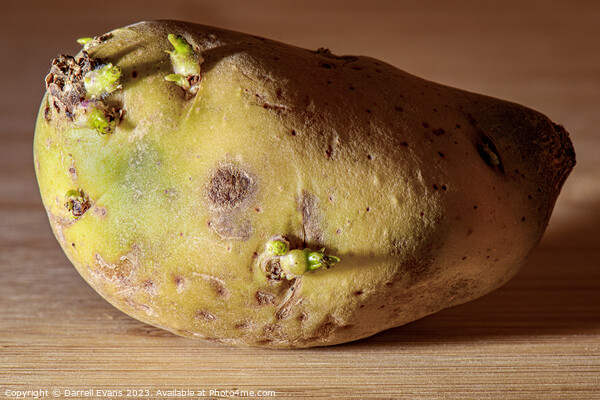 Raw Potato Picture Board by Darrell Evans