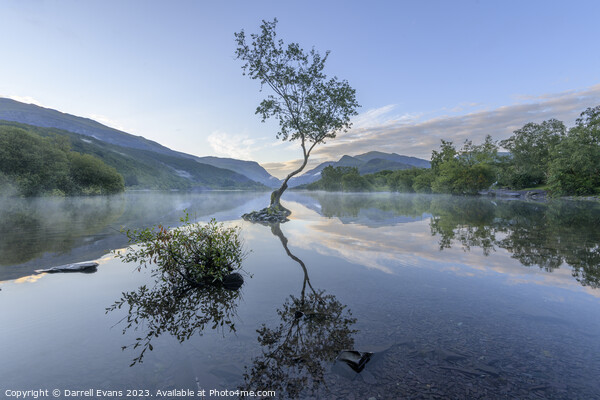 Lonely Tree at Llyn Padarn Picture Board by Darrell Evans