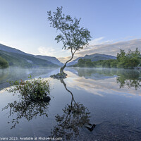 Buy canvas prints of Lonely Tree at Llyn Padarn by Darrell Evans