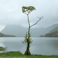 Buy canvas prints of Lone tree at Buttermere by Darrell Evans