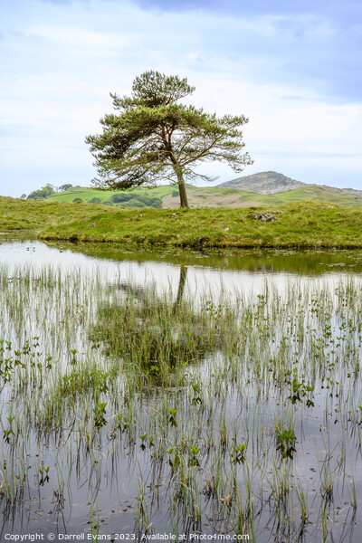 Tree at Kelly Hall Tarn Picture Board by Darrell Evans