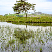 Buy canvas prints of Tree at Kelly Hall Tarn by Darrell Evans