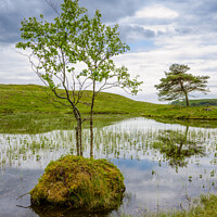 Buy canvas prints of Trees at Kelly Hall Tarn by Darrell Evans