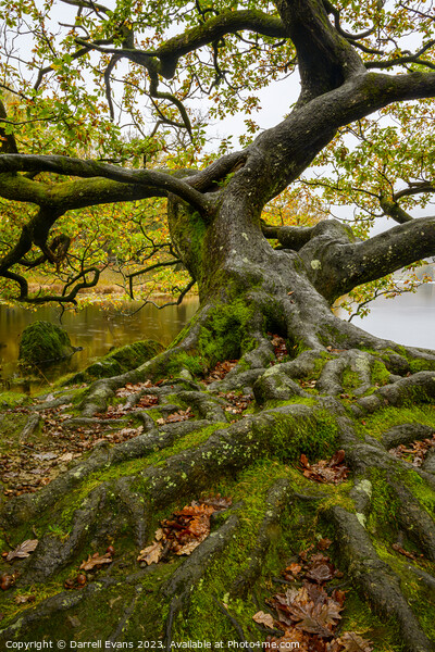 Oak by the lake side Picture Board by Darrell Evans