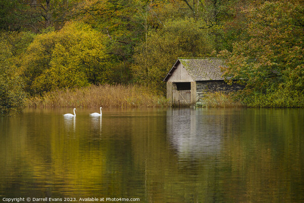 Swans at Rydal Picture Board by Darrell Evans