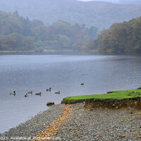 Buy canvas prints of Ducks in Rydal Water by Darrell Evans