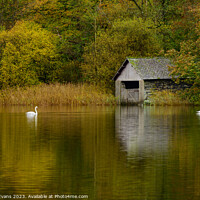 Buy canvas prints of Swans and Boathouse by Darrell Evans