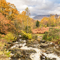 Buy canvas prints of Ashness to Keswick in Autumn by Darrell Evans
