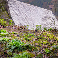 Buy canvas prints of Plants and Derwent Dam  by Darrell Evans