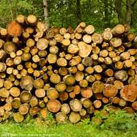 Buy canvas prints of Cut-to-length logging by Darrell Evans