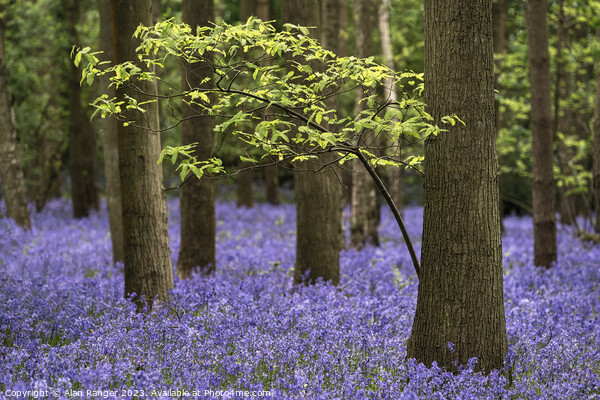 bluebell carpet Picture Board by Alan Ranger