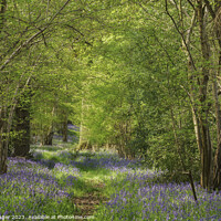 Buy canvas prints of Bluebell Woodlands Warwickshire #03 - April 2022 by Alan Ranger
